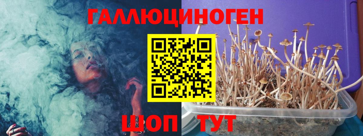 Клинцы  Галлюциногенные грибы Psilocybe  Вход с VPN 