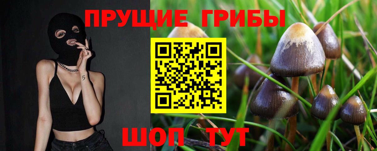 Псилоцибиновые грибы Psilocybe Клинцы